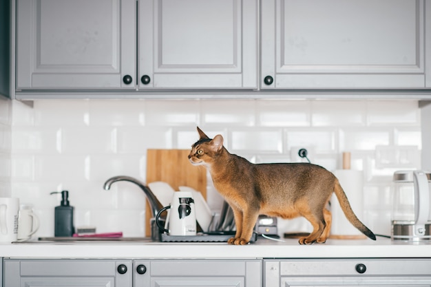 Lovely funny kitten at kitchen. 