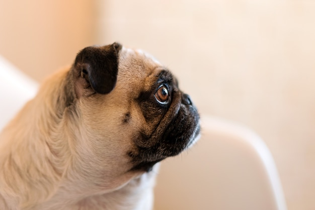 素敵な面白い白いかわいいパグ犬が食べ物を待っている悲しい顔をクローズアップ。