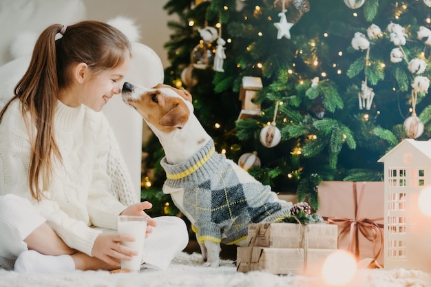 Lovely girl with pony tail keeps noses together with favourite pet drinks fresh milk from glass sits crossed legs on floor with Christmas tree and present boxes around Last preparations