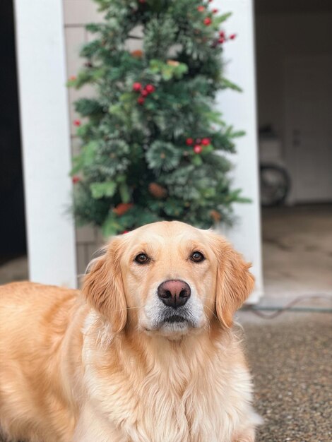 写真 ゴールデン・レトリバーがクリスマスを楽しんでる