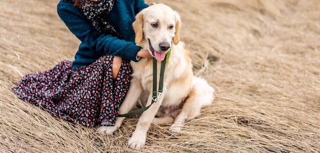 Lovely golden retriever near female legs on dry grass