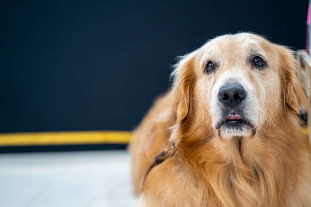 Lovely golden retriever 