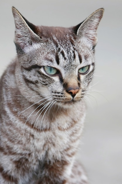 사랑스러운 회색 고양이 얼굴 초상화