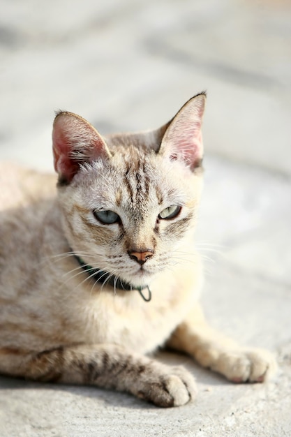 야외에 앉아 사랑스러운 회색 고양이