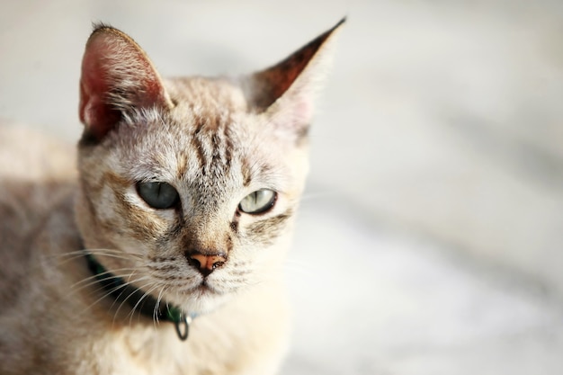 屋外に座っている素敵な灰色の猫