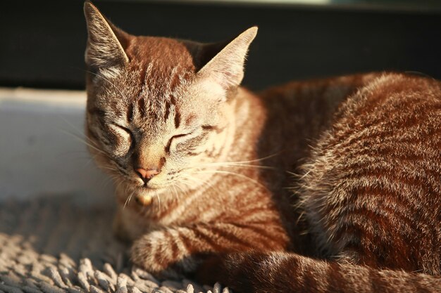 屋外に座っている素敵な灰色の猫