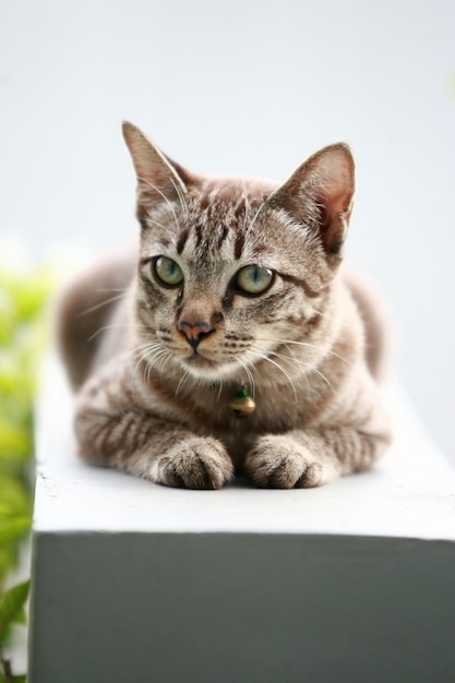 屋外に座っている素敵な灰色の猫