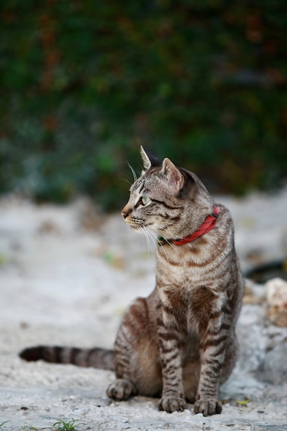 屋外に座っている素敵な灰色の猫