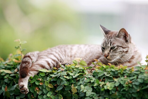 屋外に座っている素敵な灰色の猫