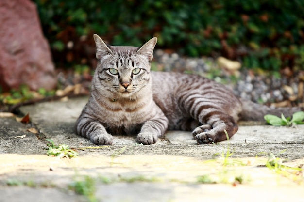 屋外に座っている素敵な灰色の猫