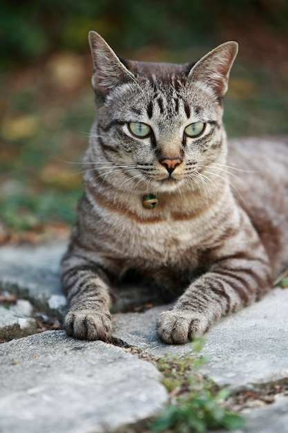 屋外に座っている素敵な灰色の猫