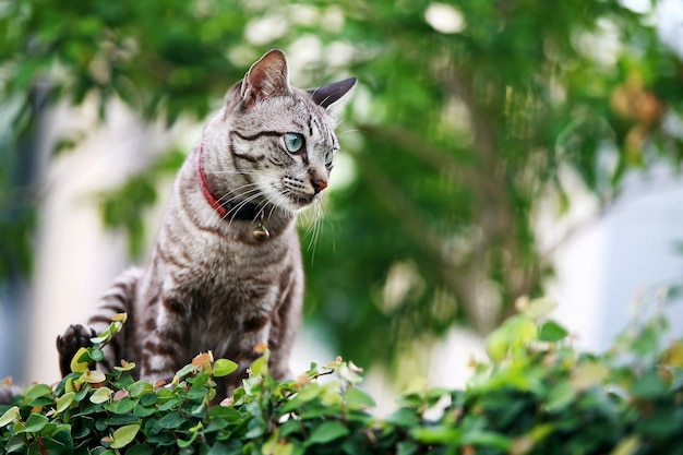 Bel gatto grigio seduto all'aperto