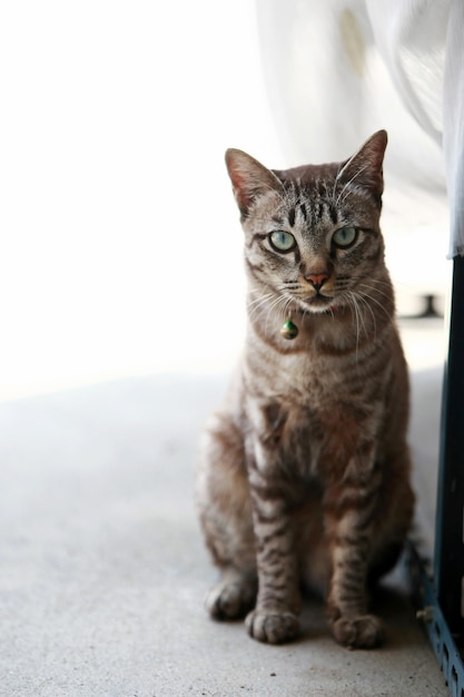 屋外に座っている素敵な灰色の猫