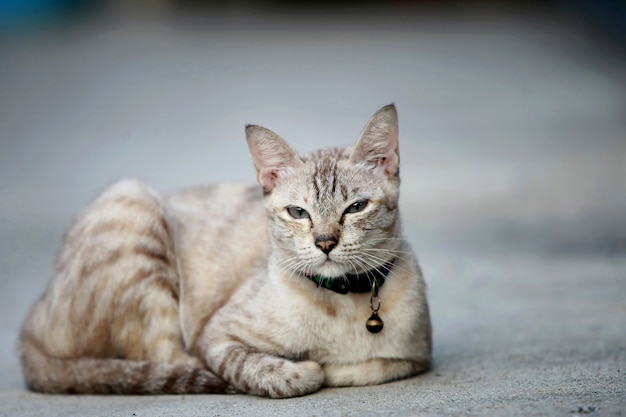 屋外に座っている素敵な灰色の猫