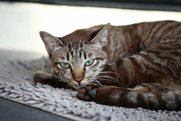 屋外に座っている素敵な灰色の猫