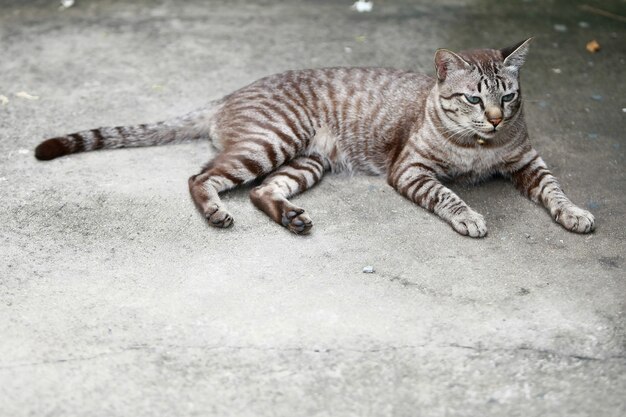 Lovely gray cat sitting at outdoor