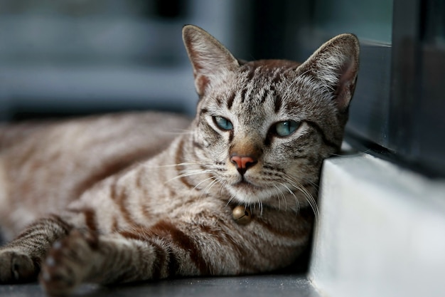 야외에 앉아 있는 사랑스러운 회색 고양이