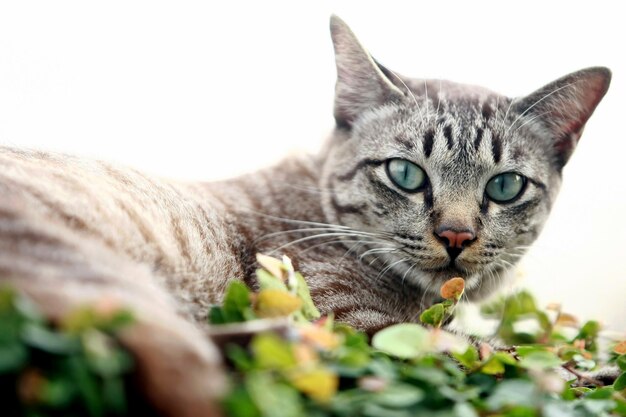 Gatto grigio adorabile che si siede all'aperto