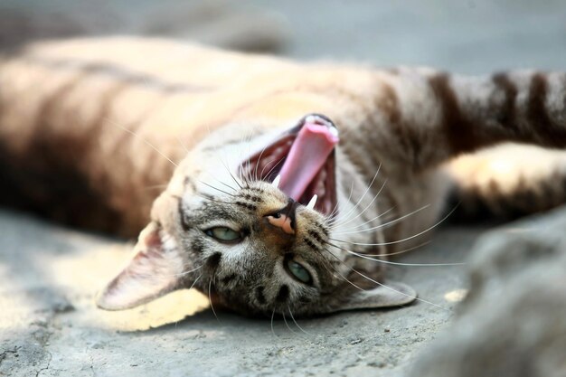 屋外に座っている素敵な灰色の猫