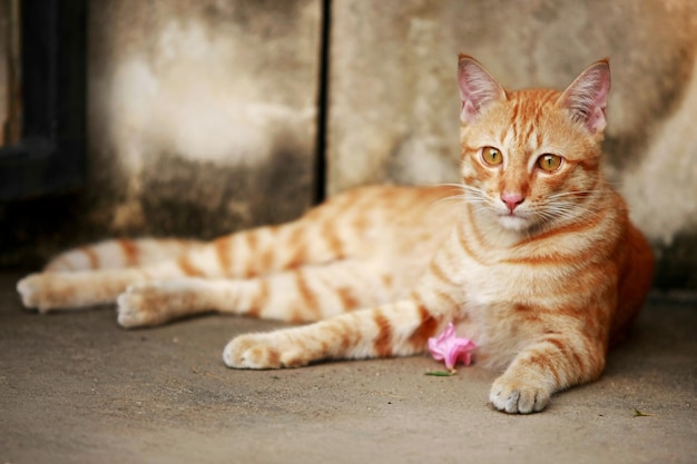 Gatto grigio adorabile che si siede all'aperto