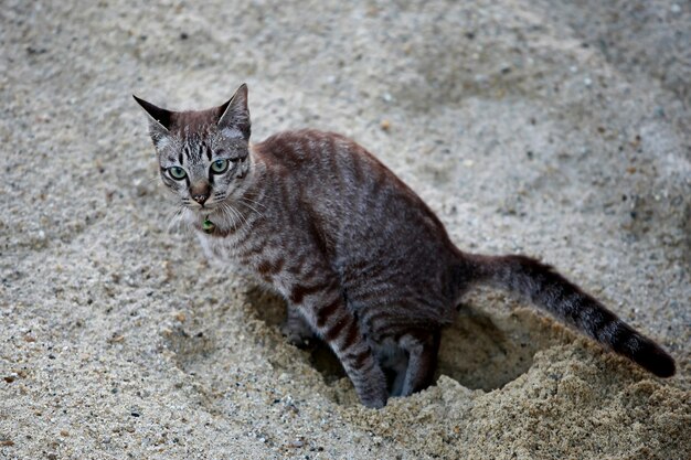 屋外に座っている素敵な灰色の猫