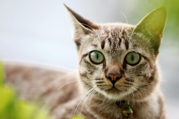 屋外に座っている素敵な灰色の猫