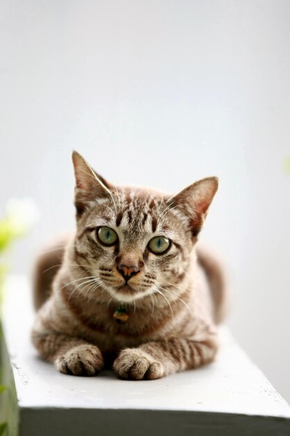 Lovely gray cat sitting at outdoor