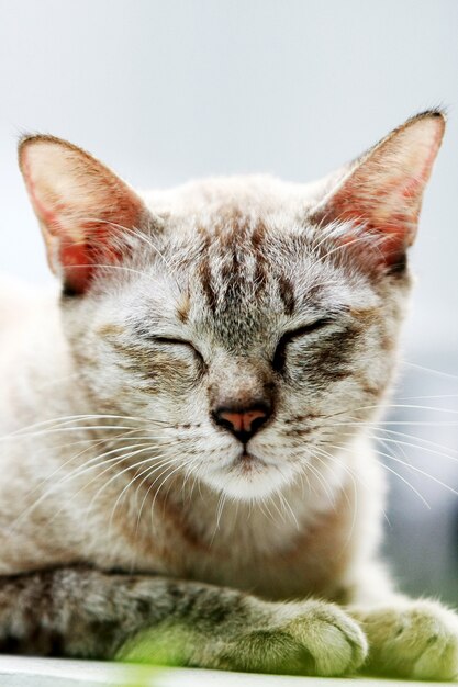 Lovely gray cat sitting at outdoor