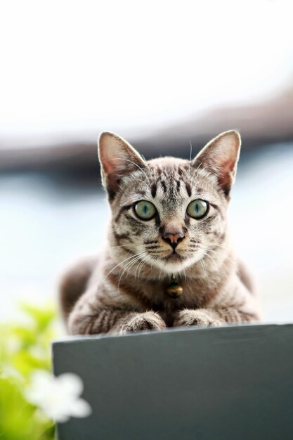 屋外に座っている素敵な灰色の猫