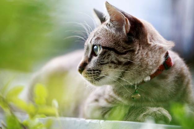 屋外に座っている素敵な灰色の猫