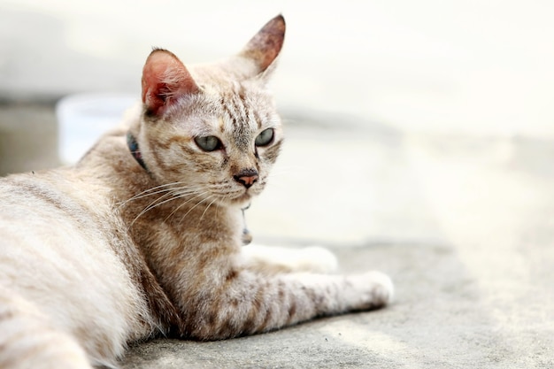 屋外に座っている素敵な灰色の猫