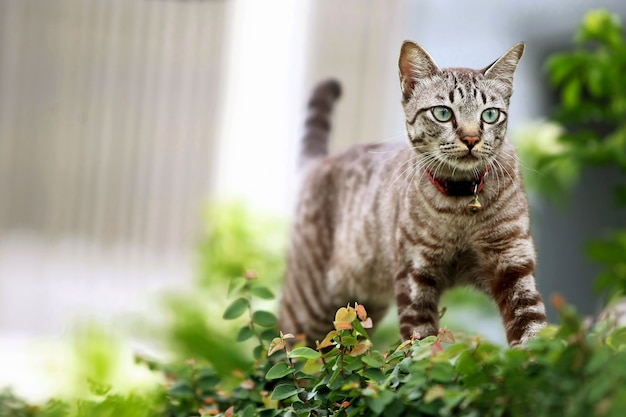 屋外で歩く素敵な灰色の猫