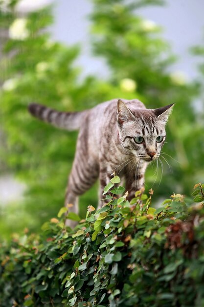 屋外で歩く素敵な灰色の猫