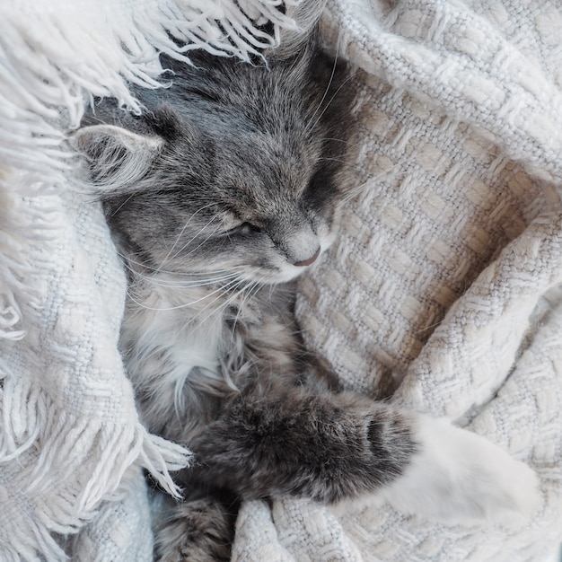 Lovely, gray, fluffy kitten gently asleep