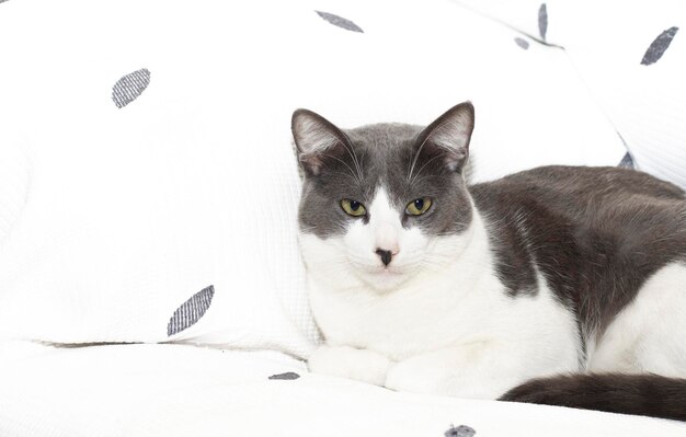 A lovely gray and white cat lying on a white sofa In the concept of wellbeing