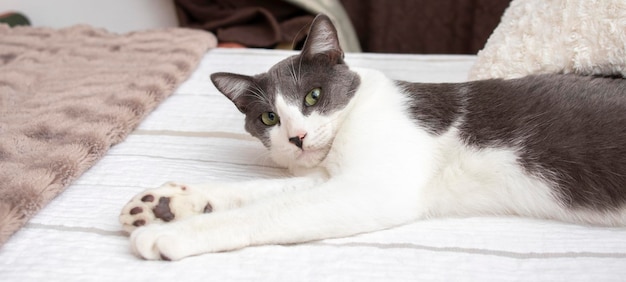 A lovely gray and white cat with green eyes lying on a bed in a bedroom. Wellbeing concept.