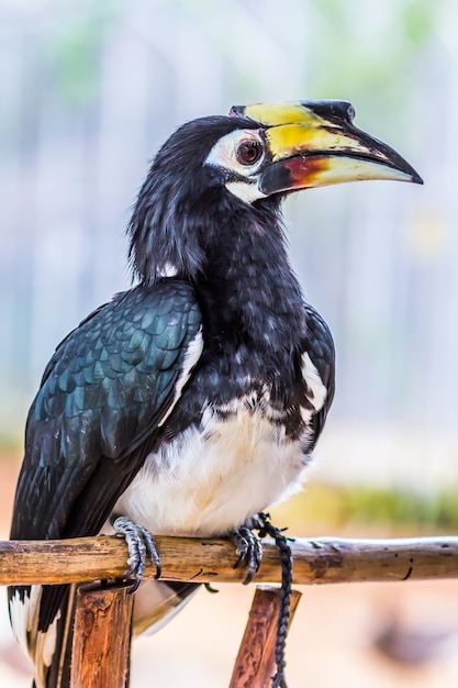 Lovely Great hornbill, close up on white background