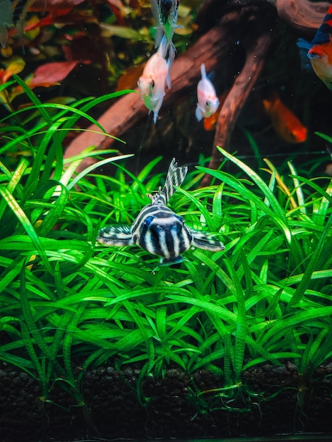 A lovely hypancistrus in my tank