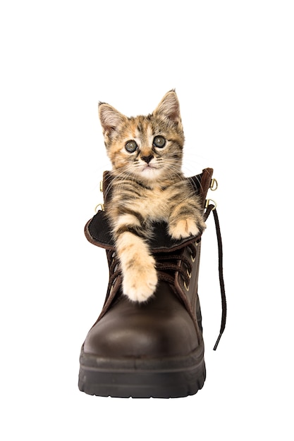 Прекрасный котенок в коричневый безопасности обуви на белом фоне