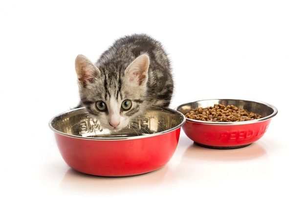 Lovely kitten eating