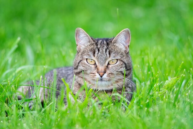 緑の芝生の上に座っている素敵な子猫