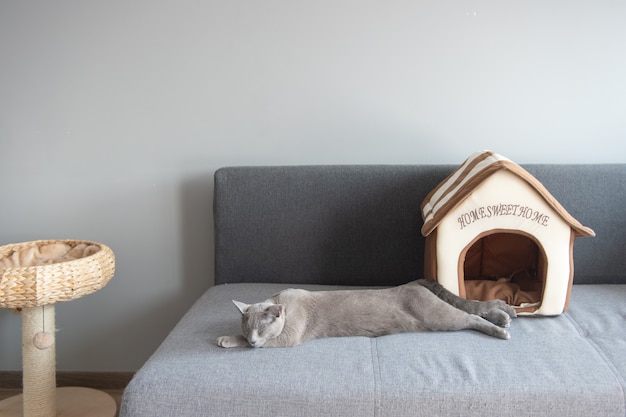 Lovely kitten sleeping on bed.