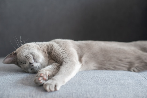 침대에서 자고 사랑스러운 새끼 고양이