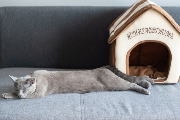 Lovely kitten sleeping on bed.