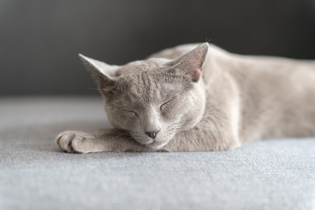 Lovely kitten sleeping on bed.