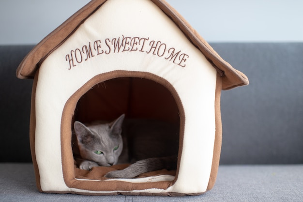 Lovely kitten sleeping at cat house