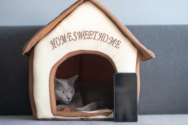 Photo lovely kitten with smartphone looking out of cat house