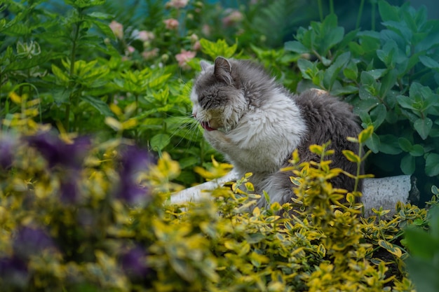 Lovely kitty licks the paws after meal on a sunny summer day Cat lick her paw and wash her body with tongue Pet resting and licking paw on background of nature