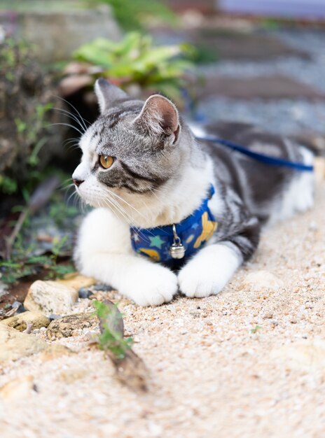 Lovely kitty with beautiful yellow eyes wearing collar for safety to play in outdoor garden 