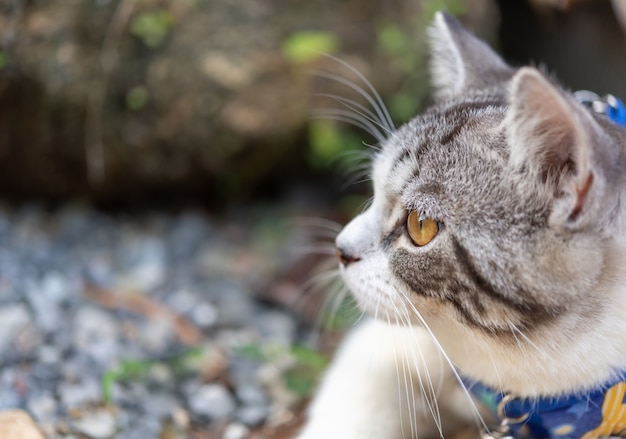 Gattino adorabile con bellissimi occhi gialli che indossa un collare per giocare in sicurezza nel giardino esterno